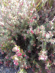 Erica haematocodon