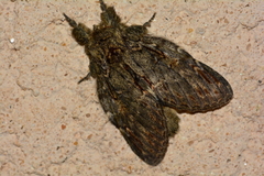 Peridea anceps