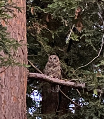 Strix occidentalis caurina