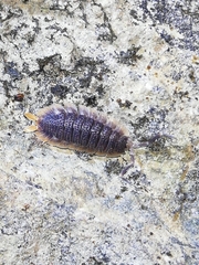 Porcellio echinatus