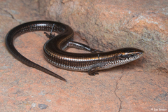Five-Toed Whip Lizard photo 2