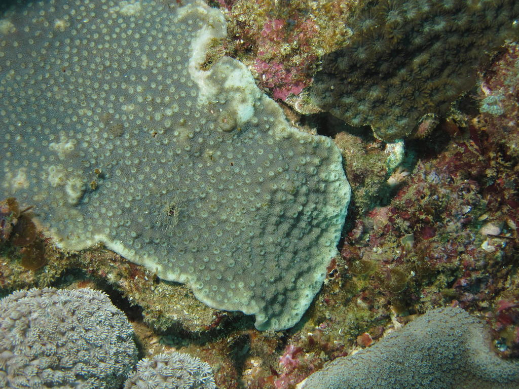 Astreopora incrustans