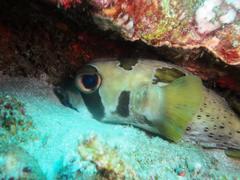 Diodon liturosus