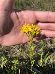 Solidago vossii