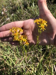 Solidago vossii