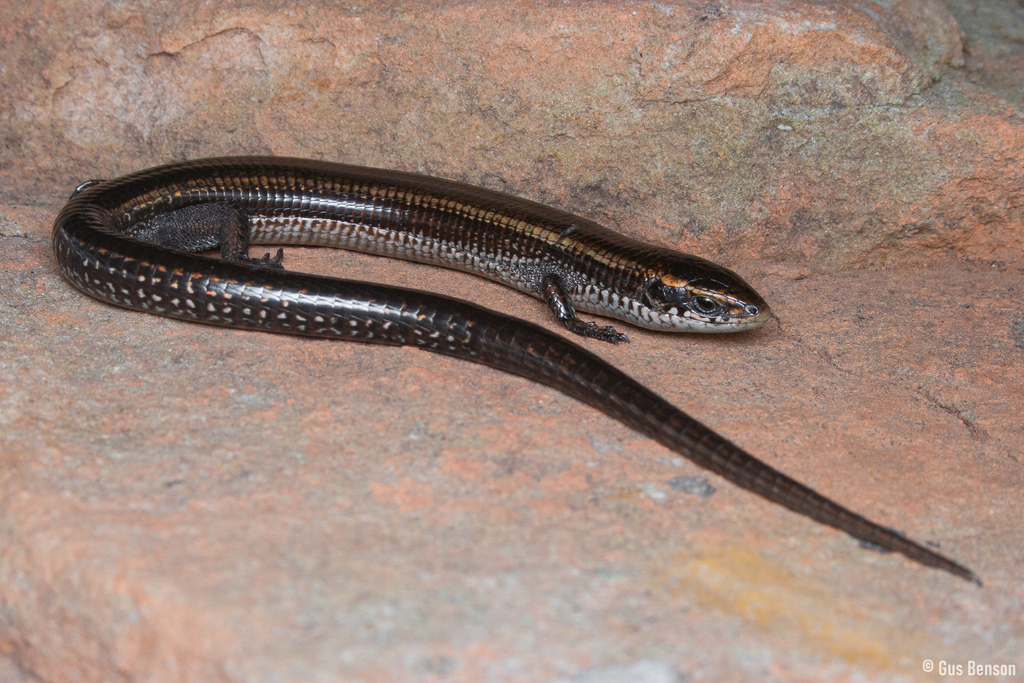 Five-Toed Whip Lizard