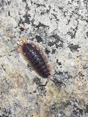 Porcellio echinatus