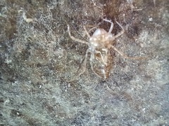 Crocothemis erythraea