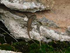 Sceloporus jarrovii