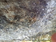 Crocothemis erythraea