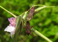 Namacus annulicornis image