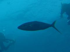 Elagatis bipinnulata