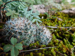 Mammillaria barbata