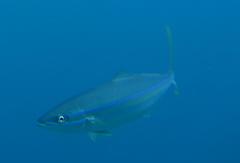 Elagatis bipinnulata