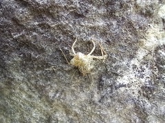 Crocothemis erythraea