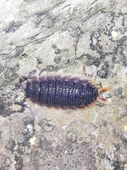 Porcellio echinatus