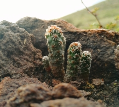 Coryphantha clavata stipitata