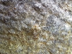 Crocothemis erythraea