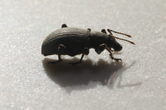 Otiorhynchus meridionalis
