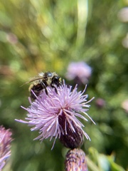 Bombus fervidus