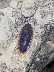 Porcellio echinatus