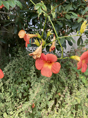 Campsis × tagliabuana