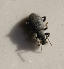 Otiorhynchus meridionalis