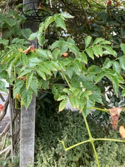Campsis × tagliabuana