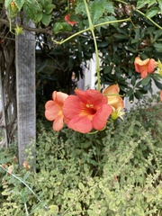Campsis × tagliabuana