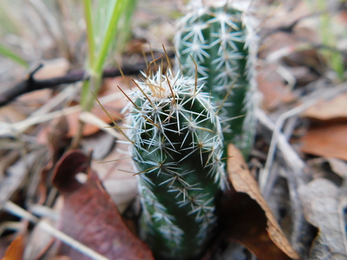 Echinocereus palmeri
