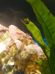 Caridina multidentata