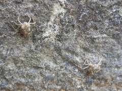 Crocothemis erythraea