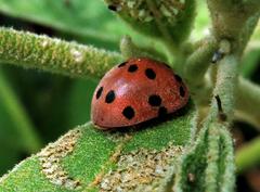 Solanophila paykullii