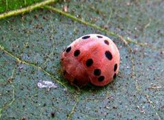 Solanophila paykullii
