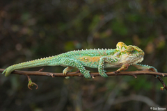 Bradypodion thamnobates