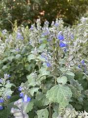 Salvia pinguifolia