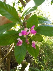 Pereskia grandifolia