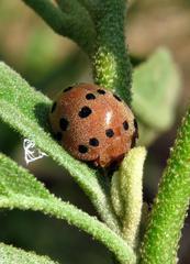 Solanophila paykullii