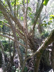 Pereskia grandifolia