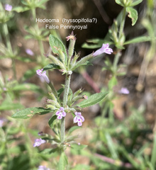 Hedeoma hyssopifolia