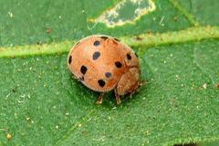 Solanophila paykullii