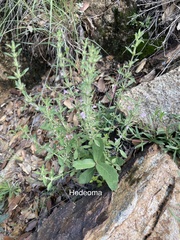 Hedeoma hyssopifolia