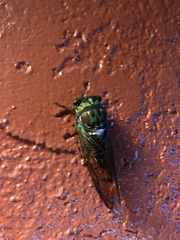 Neotibicen lyricen virescens