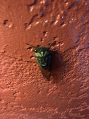 Neotibicen lyricen virescens