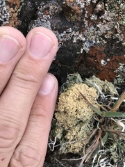 Lepra panyrga
