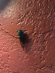 Neotibicen lyricen virescens