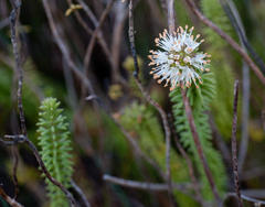 Campylostachys cernua
