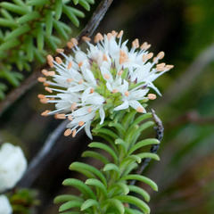 Campylostachys cernua