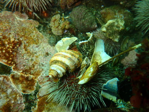 Trochia cingulata