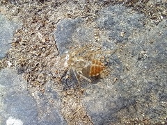 Crocothemis erythraea